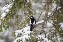 Дятел на ветке ели. Автор фото Денис Мизитов.