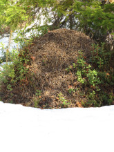 Муравейник. Чуна. Автор фото Татьяна Кузнецова.