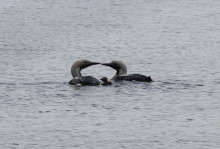 Чернозобые гагары. Автор фото Наталья Чуева.