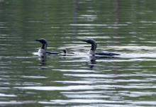 Чернозобые гагары. Автор фото Руслан Кононенко