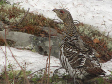 Глухарка. Автор фото: Татьяна Кузнецова
