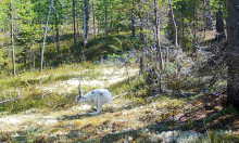 Заяц в начале июня. Автор фото Татьяна Кочеткова