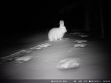 Заяц. Автор фото Татьяна Кочеткова