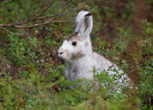Заяц-беляк линяет. Автор фото Сергей Шестаков