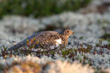 Куропатка. Автор фото: Татьяна Кочеткова