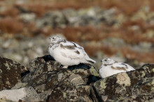 Куропатки. Автор фото: Сергей Шестаков