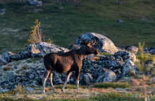 Лось. Автор фото Татьна Кочеткова.