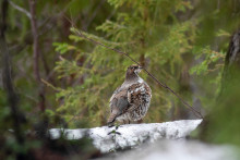 Рябчик. Автор фото Татьяна Кочеткова