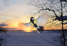 Синица в полёте. Автор фото Ирина Дудаль-Вологодская