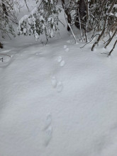 След куница. Автор фото: Татьяна Кузнецова