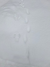 Следы белки и лисицы. Автор фото: Татьяна Кузнецова