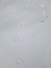 Следы белки. Автор фото: Татьяна Кузнецова