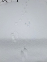 Следы зайца и белки. Автор фото: Татьяна Кузнецова