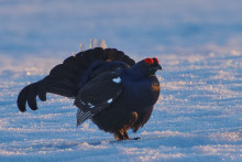 Тетерев. Автор фото Сергей Шестаков