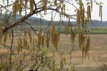 Береза ребристая, желтая