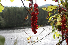 Лимонник китайский