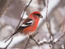Белокрылый клёст. Автор фото Ольга Натальская.