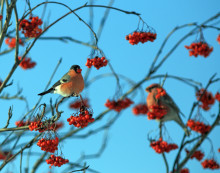 Снегирь. Автор фото Василий Колбин.