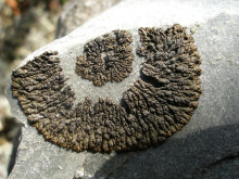 Аллантопармелия альпийская (L. Allantoparmelia alpicola)