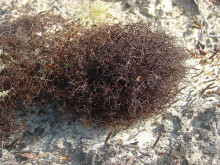 Бриокаулон разветвлённый (L. Bryocaulon divergens)