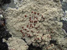 Офиопарма ветровая (L. Ophioparma ventosa)